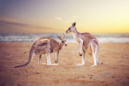 Don't hop about like a kangaroo, speed off in your car rental from Sixt Australia